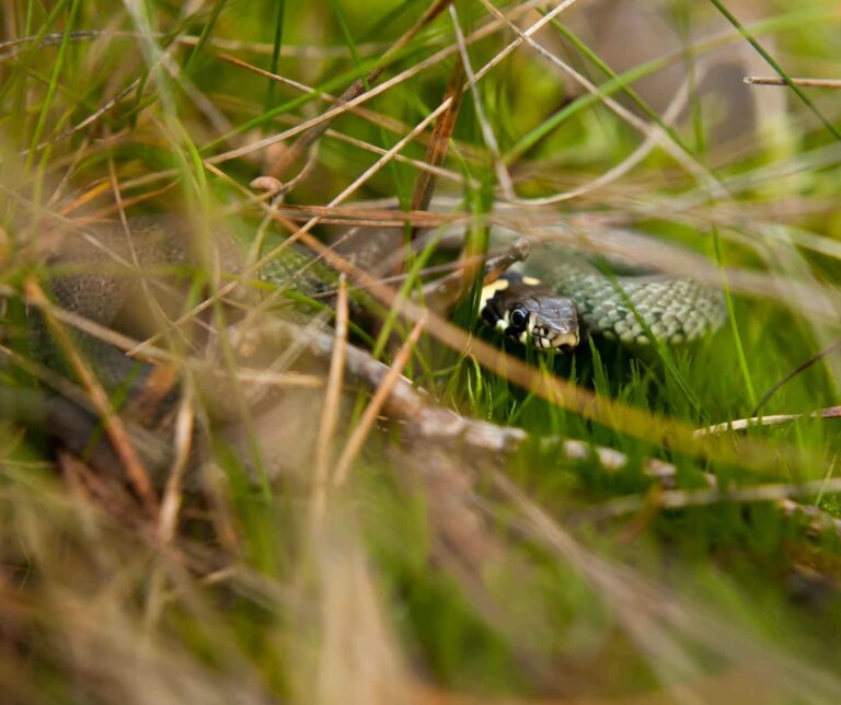 snake-bite-first-aid-kid