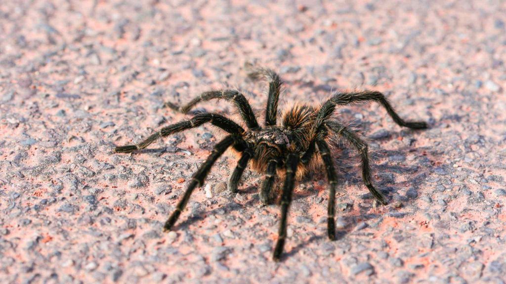australian-spider-bite-pictures