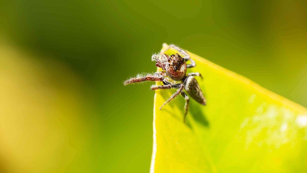 australian-spider-bite-symptoms