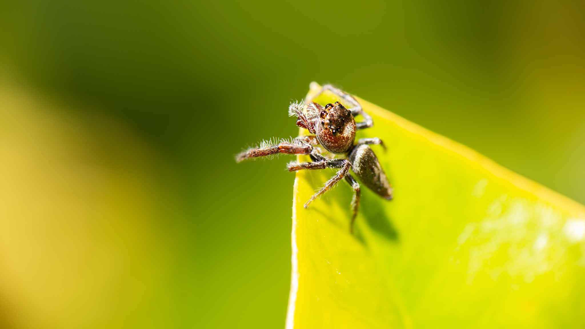 first-aid-for-australian-spider-bites-the-first-aid-nest