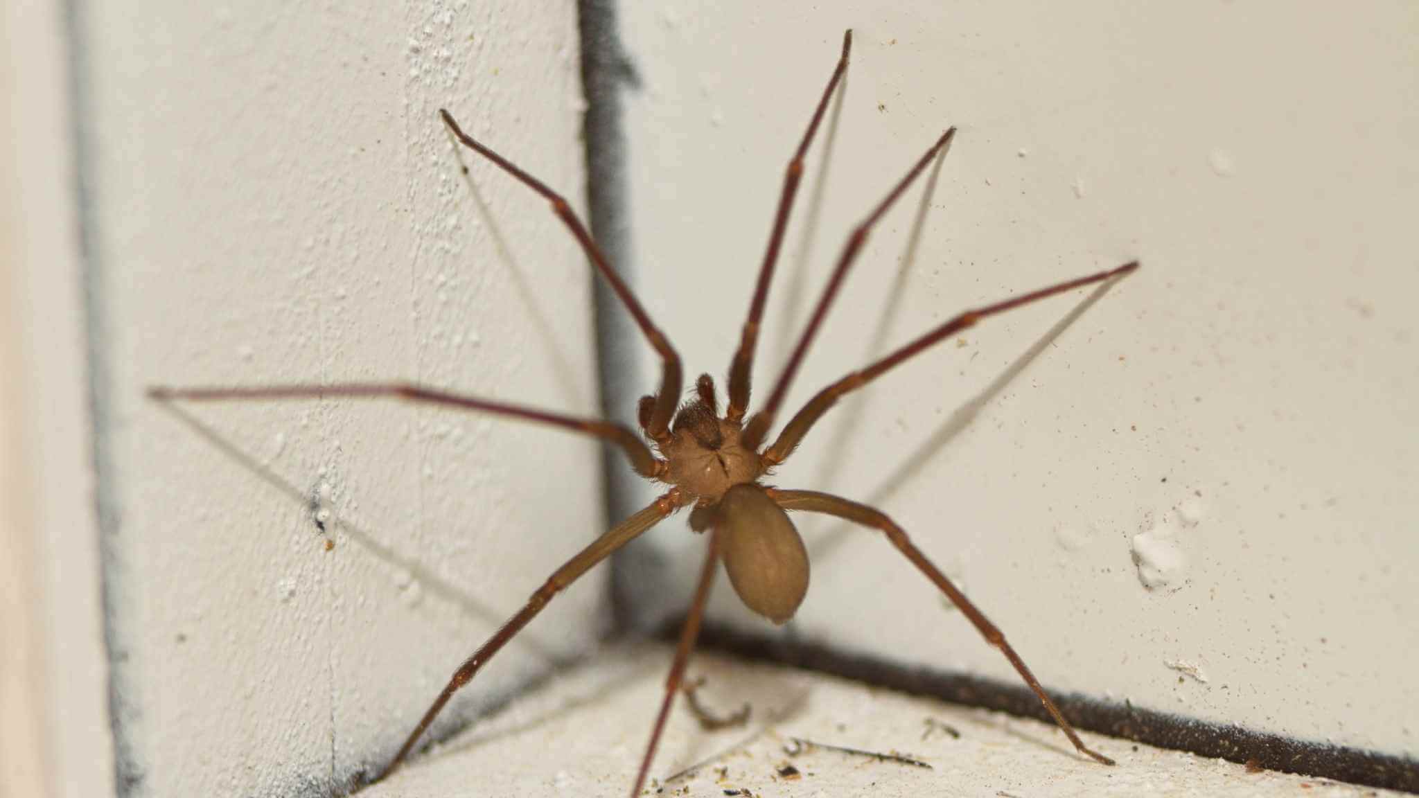 First Aid For Australian Spider Bites 