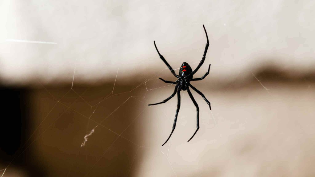 first-aid-for-funnel-web-spider-bite