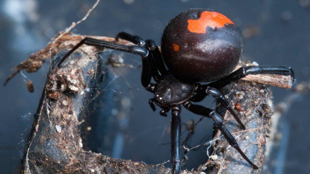 first-aid-for-redback-spider-bite