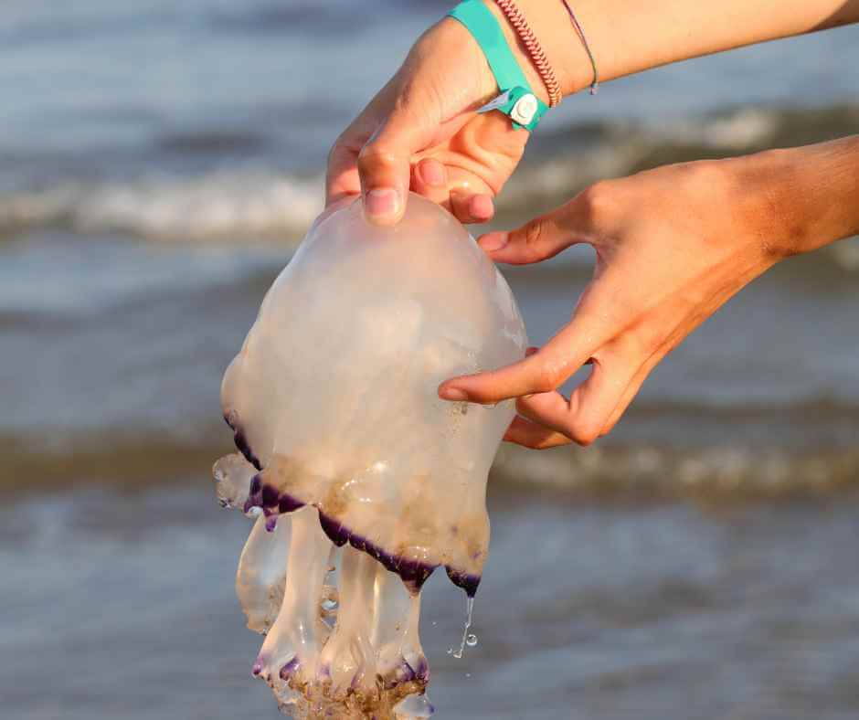 how-to-treat-jellyfish-stings-in-kids