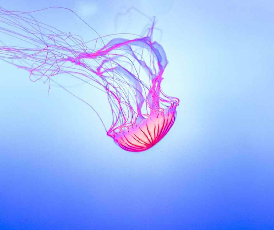 jellyfish-sting-symptoms-in-kids