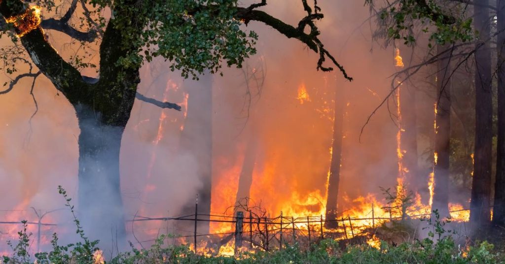 first aid wildfire