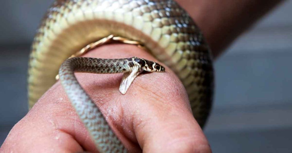 how to Administer First Aid for Snake Bites