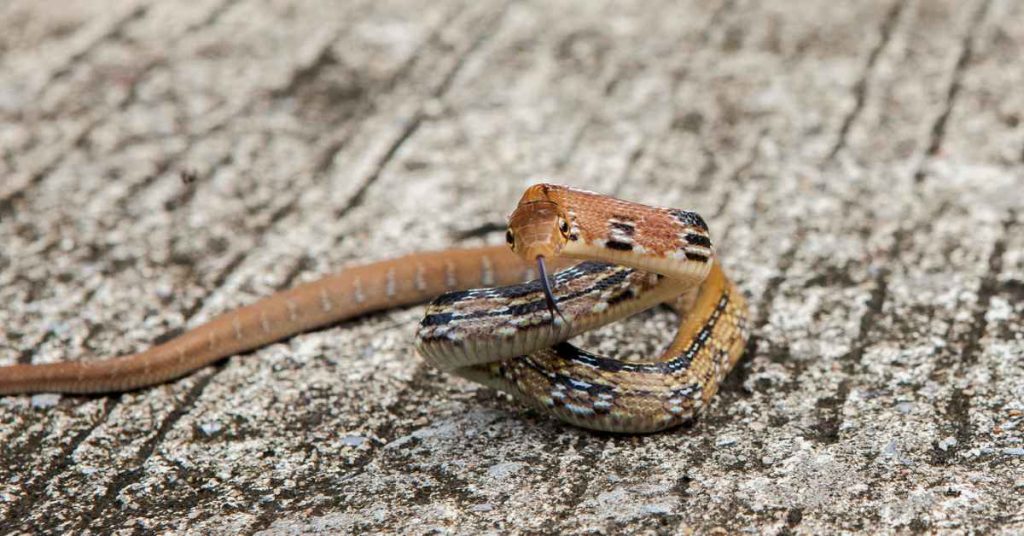 identifying snake bites