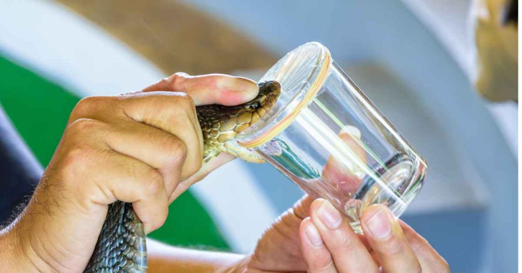 snake venom and its effects