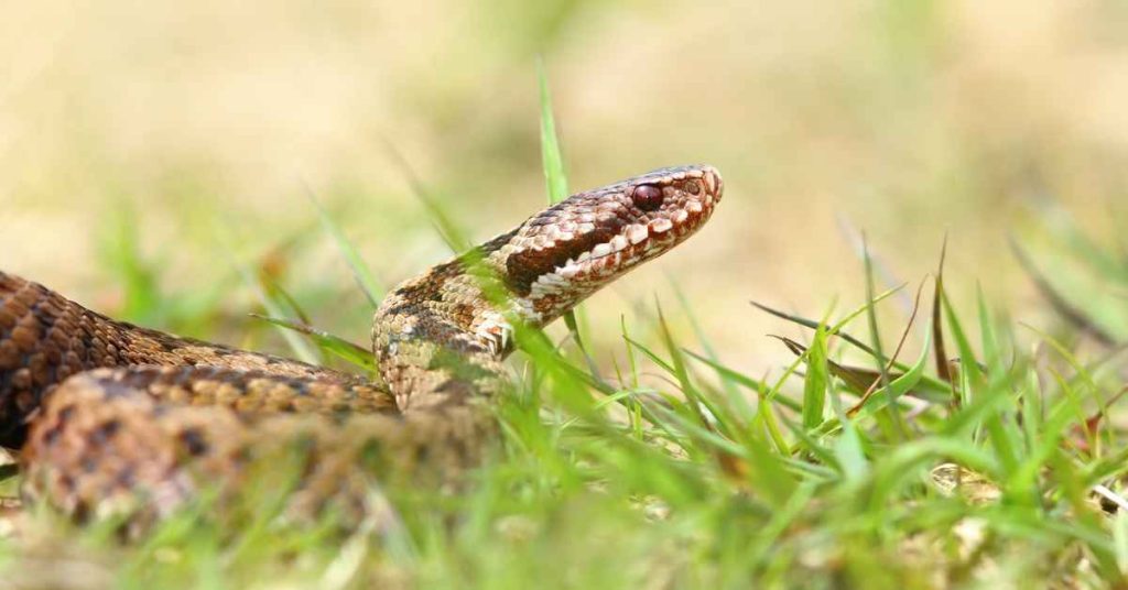 prevention and tips for snake bite